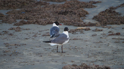 Sea Gulls at the beach