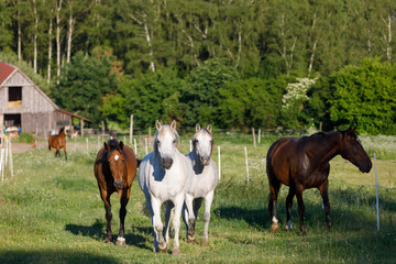 Obraz na płótnie Canvas beautiful herd of horses in farm