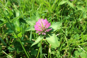 Clover
