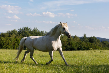 white horse running in spring pasture meadow