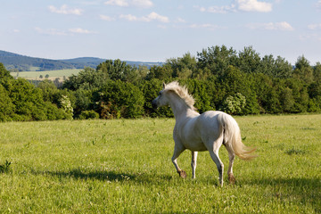 Plakat white horse running in spring pasture meadow