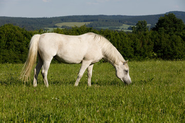 Obraz premium white horse is grazing in a spring meadow