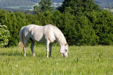Naklejka na ściany i meble white horse is grazing in a spring meadow