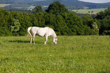 Fototapeta premium white horse is grazing in a spring meadow