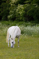 Fototapeta premium white horse is grazing in a spring meadow