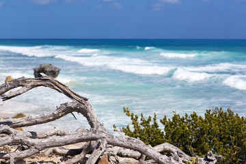 Dry wood branch on the shores of the Caribbean sea. The ocean is in the background out of focus. 