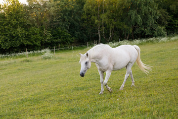white horse is grazing in a spring meadow
