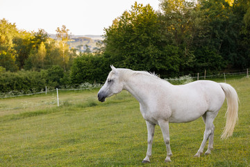 Obraz na płótnie Canvas white horse is grazing in a spring meadow