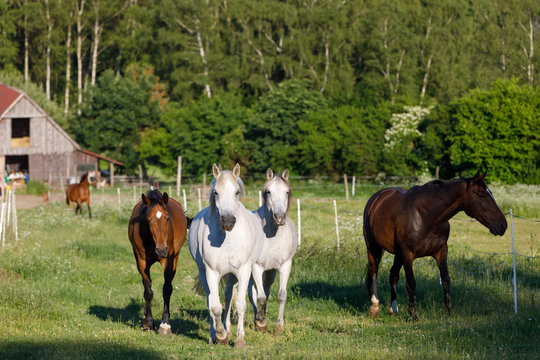 beautiful herd of horses in farm