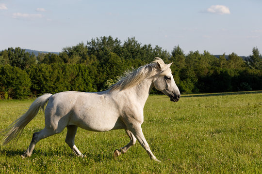 White Horse Running In Spring Pasture Meadow