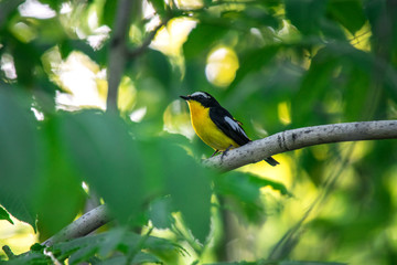 Желтая лесная птичка