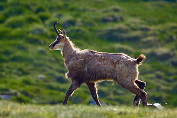 Chamois goat in the mountains
