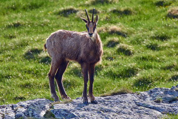 Chamois goat in the mountains