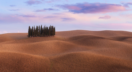 Obraz premium Panorama of cypress grove at the field