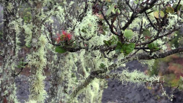 Fruticose lichen (Usnea) on the host-tree Metrosideros polymorpha ( ʻohiʻa lehua ). Volcanoes NP, Big Island, Hawaii, USA