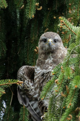 Scharfer Blick 