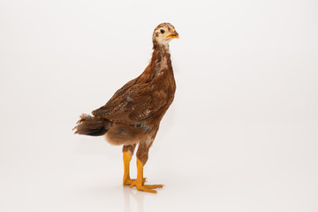 Hühnervogel