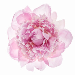 Pink peony flower isolated on white background. Top view.