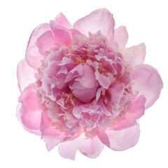 Pink peony flower