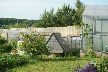 Young trees in a private garden