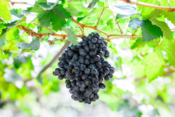 purple red grapes on the vine
