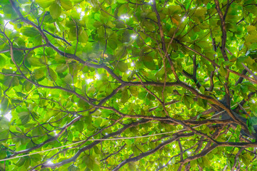 Fototapeta premium Green crown of tropical tree
