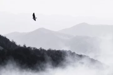 Fotobehang vogel die over mistige heuvels vliegt, monochroom natuurlandschap © andreiuc88