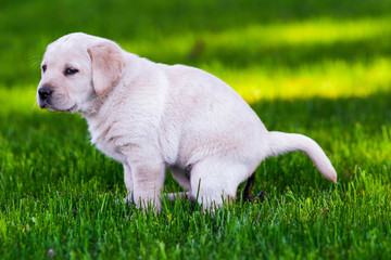 Little labrador pooping in the grass