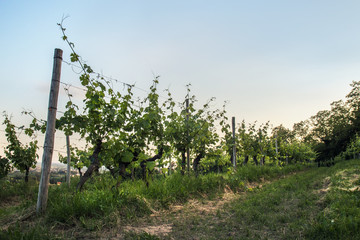 Fototapeta na wymiar italian vineyard in spring, cultivated field with copy space