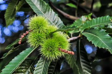 chestnut