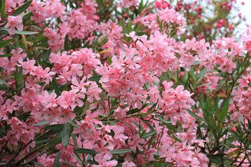 Riot of flowering
