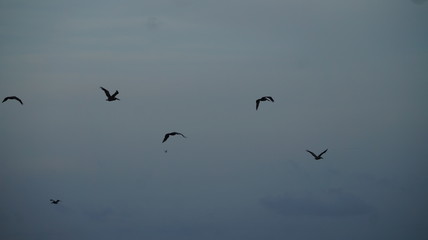 Pelicans Flying Over Ocean