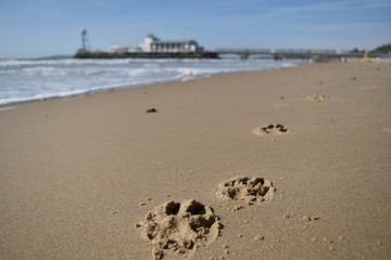 SeasidePawprints