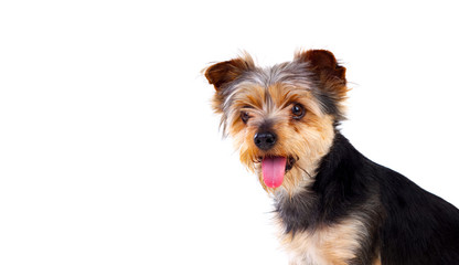 Cute small dog with cut hair