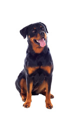 Obraz premium Adult Rottweiler dog