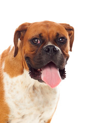Beautiful brown boxer dog