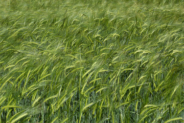 Agricultural Grain Field Ripening Ears in Summer Farmland Scene