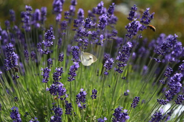 ラヴェンダー畑