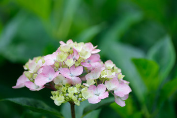Hydrangea