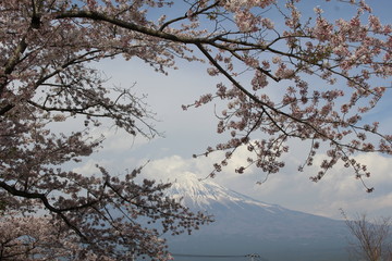 Sakura, japon, fuji san
