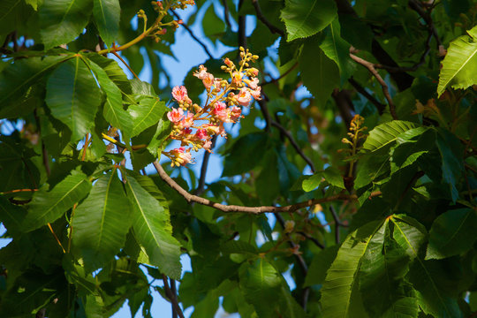 Red flower chestnut tree on a green branch of aesculus tree