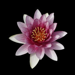 water lily