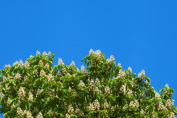 Blooming white chestnut against the blue sky with a cloud