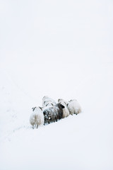 Adorably furry little sheep roaming free in Iceland; minimalistic view of sheep lost in the snowy...