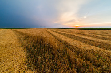 Wheat field in sunset night