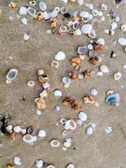 Summer backgrounds, seashell on the beach with wet sand