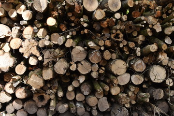 Forest timber pile