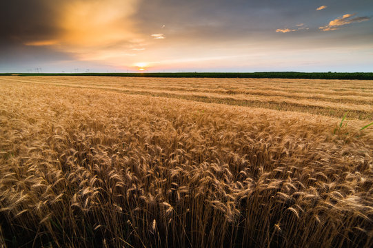 Wheat field in sunset night