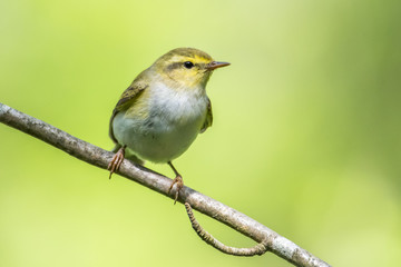 Wood warbler