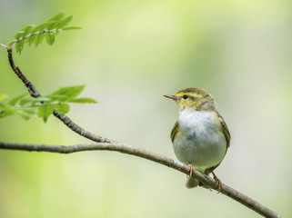 Wood warbler
